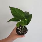 Epipremnum Aureum 3, Huis en Inrichting, Kamerplanten, Ophalen of Verzenden, Minder dan 100 cm