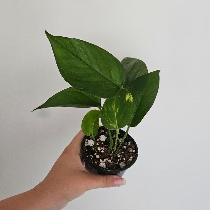 Epipremnum Aureum 3, Huis en Inrichting, Kamerplanten, Minder dan 100 cm, Ophalen of Verzenden