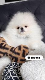 Pomeriaan puppy’s, Particulier, 15 weken tot 1 jaar, Overige rassen, Buitenland