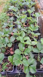 Biologische aardbeiplanten, Tuin en Terras, Planten | Tuinplanten, Volle zon, Groenteplanten, Eenjarig, Ophalen of Verzenden