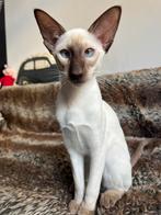 Miss Lucky is opzoek naar nieuwe huisje., Dieren en Toebehoren, Poes, Gechipt, 0 tot 2 jaar