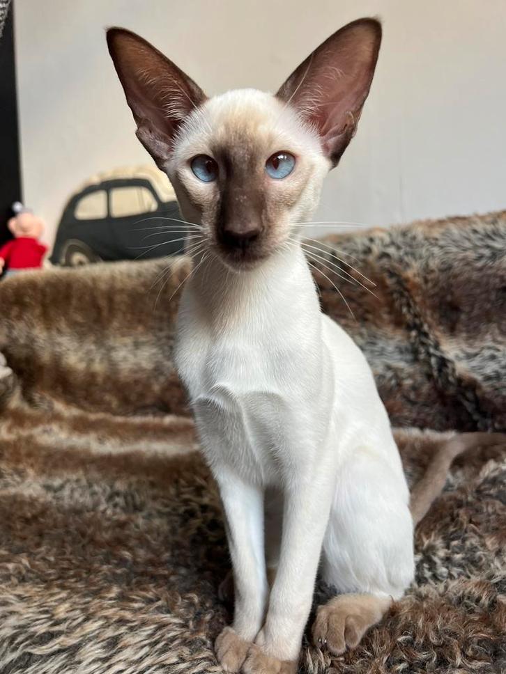 Miss Lucky is opzoek naar nieuwe huisje., Dieren en Toebehoren, Katten en Kittens | Raskatten | Korthaar, Poes, 0 tot 2 jaar, Met stamboom