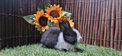 Mooie makke dwergkonijnen, Dieren en Toebehoren, Konijnen, Dwerg, Meerdere dieren, 0 tot 2 jaar