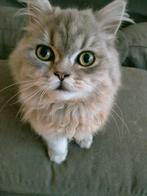 Britse langhaar kittens, korthaar kittens, Dieren en Toebehoren, Katten en Kittens | Raskatten | Langhaar, Meerdere dieren, Ontwormd