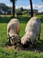 2 rammen, Dieren en Toebehoren, Schapen, Geiten en Varkens, Mannelijk, Schaap, 0 tot 2 jaar