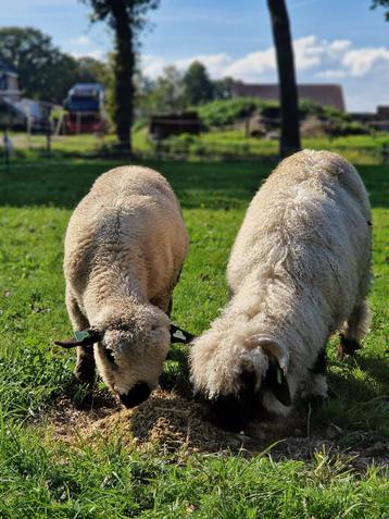 2 rammen beschikbaar voor biedingen