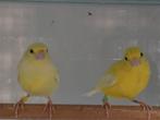 Raza espagnola kanaries 2025, Dieren en Toebehoren, Vogels | Kanaries, Meerdere dieren, Kleurkanarie
