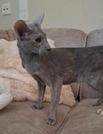 Prachtige blue cream oosterse korthaar poes - STAMBOOM, Dieren en Toebehoren, Katten en Kittens | Raskatten | Korthaar, Poes, Met stamboom