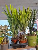 Pachypodium Lamerei (Madagascar palm), Overige soorten, In pot, Minder dan 100 cm, Groene kamerplant