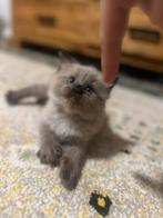 Ragdoll kitten (mannetje), Dieren en Toebehoren, Katten en Kittens | Overige Katten, Kater