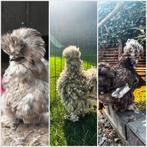 USA Zijdehoender (broedeieren), Geslacht onbekend, Kip