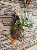 Hertshoorn op kurk S, Huis en Inrichting, Overige soorten, Minder dan 100 cm, Groene kamerplant, Halfschaduw