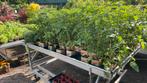 Groenteplanten, tomaten, paprika, komkommer, kruiden, bonen, Tuin en Terras, Ophalen, Volle zon, Groenteplanten, Eenjarig