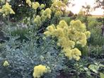 Thalictrum ‘Flavum’ Biologisch, Tuin en Terras, Planten | Tuinplanten, Vaste plant, Halfschaduw, Lente, Ophalen