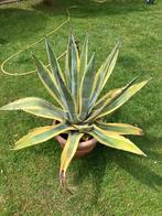 2 agave cactussen, Tuin en Terras, Planten | Tuinplanten, Ophalen, Bloeit niet, Overige soorten, Volle zon