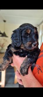 Australian Labradoodle pups, Dieren en Toebehoren, Overige rassen, CDV (hondenziekte), 8 tot 15 weken, Meerdere