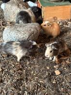 Jonge cavia’s - beertjes, Cavia, Mannelijk, Tam, September