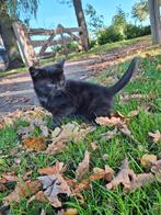 4 kittens te koop!, Dieren en Toebehoren, Katten en Kittens | Overige Katten, Meerdere dieren, Kortharig, 0 tot 2 jaar