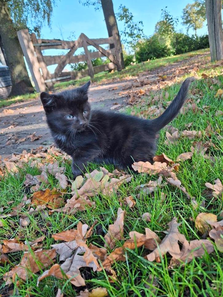 4 kittens te koop!, Dieren en Toebehoren, Katten en Kittens | Overige Katten, Kortharig, Meerdere dieren, 0 tot 2 jaar