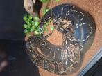 Sonoran boa kweekvrouw te ruil, Dieren en Toebehoren, Slang, 3 tot 6 jaar