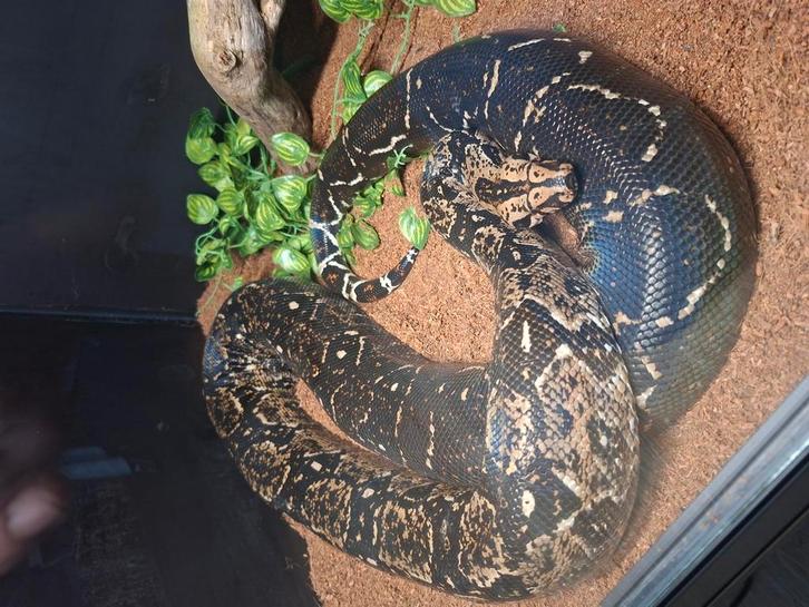 Sonoran boa kweekvrouw te ruil, Dieren en Toebehoren, Reptielen en Amfibieën, Slang, 3 tot 6 jaar