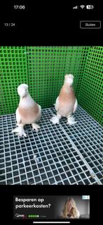 Takla  duiven, Meerdere dieren, Overige soorten