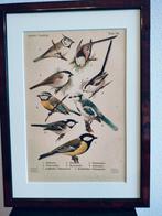 Litho Floericke Koolmees Kuifmees Zwarte- Pimpelmees 1922, Ophalen of Verzenden