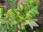 Walnoot, Tuin en Terras, Planten | Bomen, Overige soorten, Minder dan 100 cm, Ophalen, Volle zon