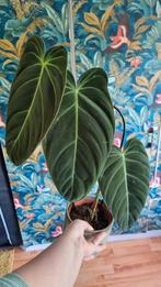 Philodendron Melanochrysum wetstick, Huis en Inrichting, Kamerplanten, Ophalen of Verzenden, Overige soorten, Minder dan 100 cm