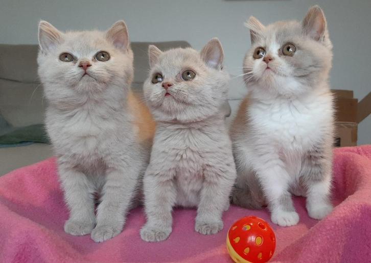 Nog 2 prachtige Britten te koop, Dieren en Toebehoren, Katten en Kittens | Raskatten | Korthaar, Meerdere dieren, 0 tot 2 jaar