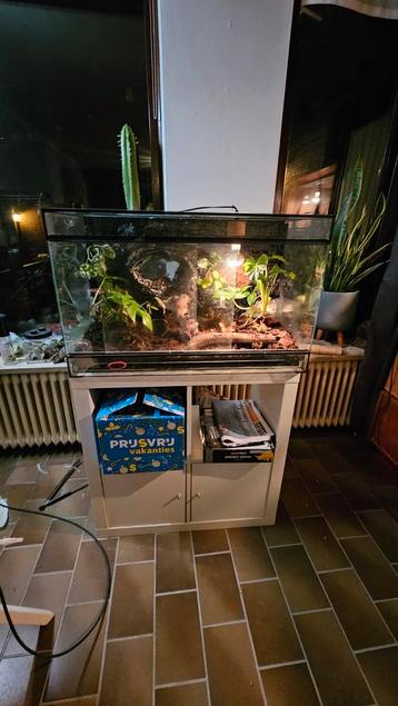 Bioactief terrarium 80x50x40 vaste prijs beschikbaar voor biedingen