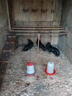 Prachtige sumatra hanen, Dieren en Toebehoren, Mannelijk, Kip