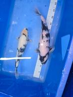 2 shiro utsuri 40-50 cm nisai Okawa, Karper of Koi
