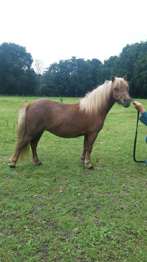 NSPS 3 jarige minimaat merrie, Dieren en Toebehoren, Paarden en Pony's | Dekhengsten en Fokmerries, Merrie