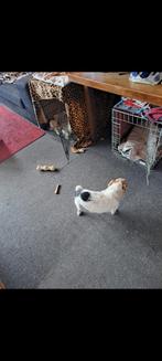 Jack russels, Dieren en Toebehoren, Honden | Niet-rashonden, 6 jaar of ouder, Teef, Meerdere, Klein
