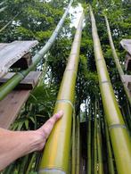 Reuzen bamboe phyllostachys vivax huanwenzhu, Tuin en Terras, Planten | Bomen, Ophalen, Bloeit niet, Overige soorten