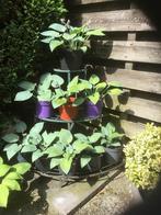 2 verschillende Hosta  planten nog over🪴🌱, Tuin en Terras, Ophalen of Verzenden, Zomer, Overige soorten, Halfschaduw