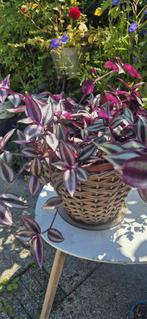 Mooie paarse plant, Tuin en Terras, Planten | Tuinplanten, Ophalen, Zomer, Overige soorten, Volle zon