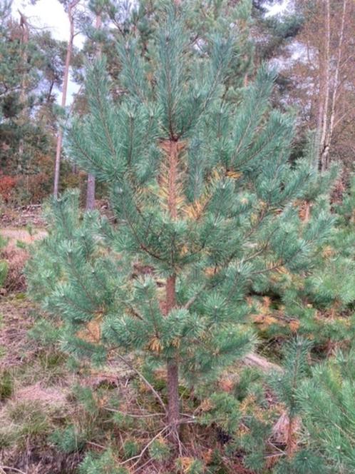 Pinus Sylvestris te koop, Grove Den, Tuin en Terras, Planten | Bomen, Overige soorten, 100 tot 250 cm, Volle zon, Ophalen