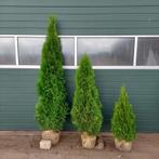 thuja smaragd  2 halen 1 betalen, Tuin en Terras, Haag, Ophalen of Verzenden, Conifeer, 100 tot 250 cm