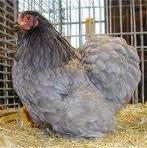 Cochin krielkippen en Sabelpoot krielkippen en Zijdehoenders, Dieren en Toebehoren, Pluimvee, Vrouwelijk, Kip