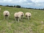 Texelaar stamboek rammen te koop, Dieren en Toebehoren, Schapen, Geiten en Varkens, Mannelijk, Schaap