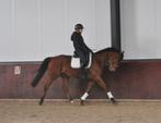 9 jarige ruin, Ruin, 7 tot 10 jaar, 160 tot 165 cm, Recreatiepaard