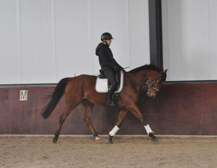 9 jarige ruin, Dieren en Toebehoren, Paarden, Ruin, B, 160 tot 165 cm, 7 tot 10 jaar, Recreatiepaard, Met stamboom, Gechipt, Ontwormd