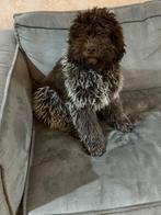 Lagotto romagnolo pups, 15 weken tot 1 jaar, Parvo, Meerdere, Meerdere dieren
