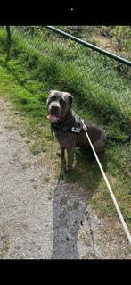 Bandog boerboel, Dieren en Toebehoren, Rabiës (hondsdolheid), Reu, Eén hond, 3 tot 5 jaar