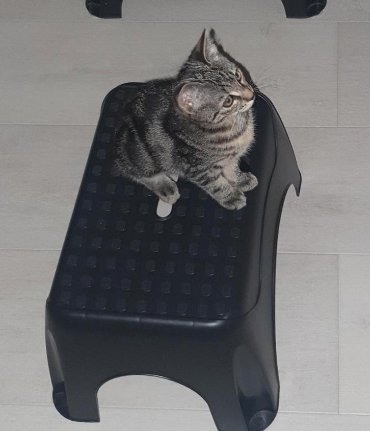 Kitten, Dieren en Toebehoren, Katten en Kittens | Raskatten | Korthaar, Poes, 0 tot 2 jaar, Ontwormd, Ingeënt