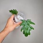 Philodendron Mayoi, Overige soorten, Minder dan 100 cm, Groene kamerplant, Halfschaduw