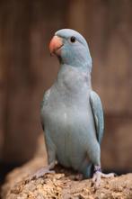 Halsbandparkiet | baby's | mooie kleuren, Dieren en Toebehoren, Geslacht onbekend, Parkiet, Geringd