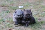 Pomeriaan pup reutje 9 weken, Dieren en Toebehoren, Honden | Poolhonden, Keeshonden en Oertypen, Rabiës (hondsdolheid), 8 tot 15 weken
